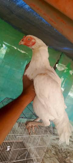 heera