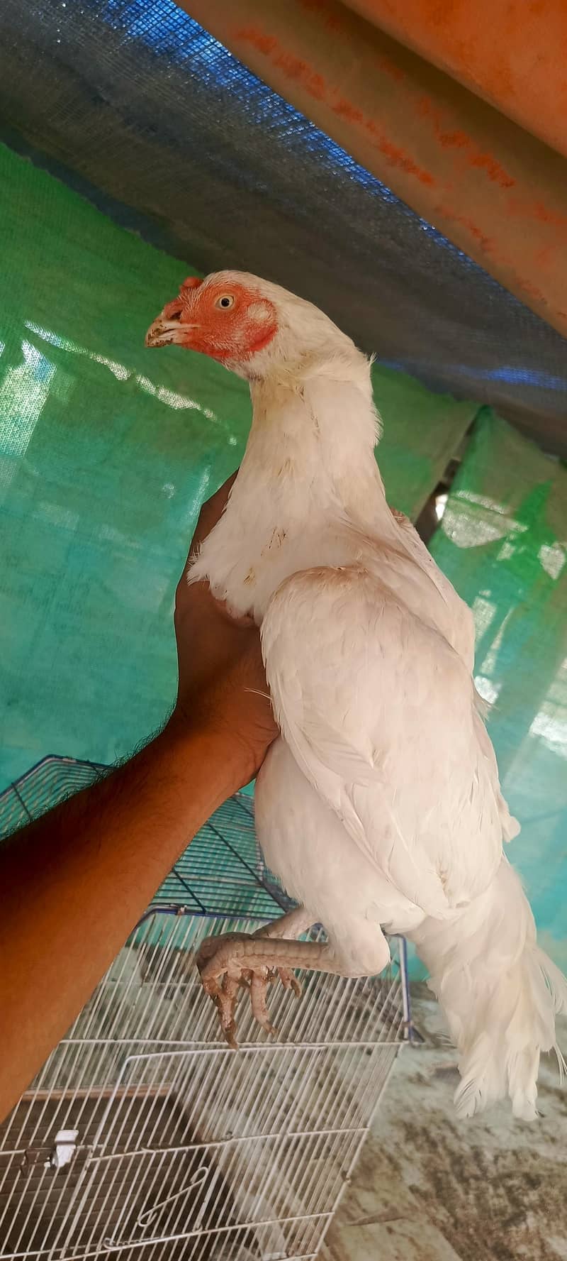 heera female paper white 0