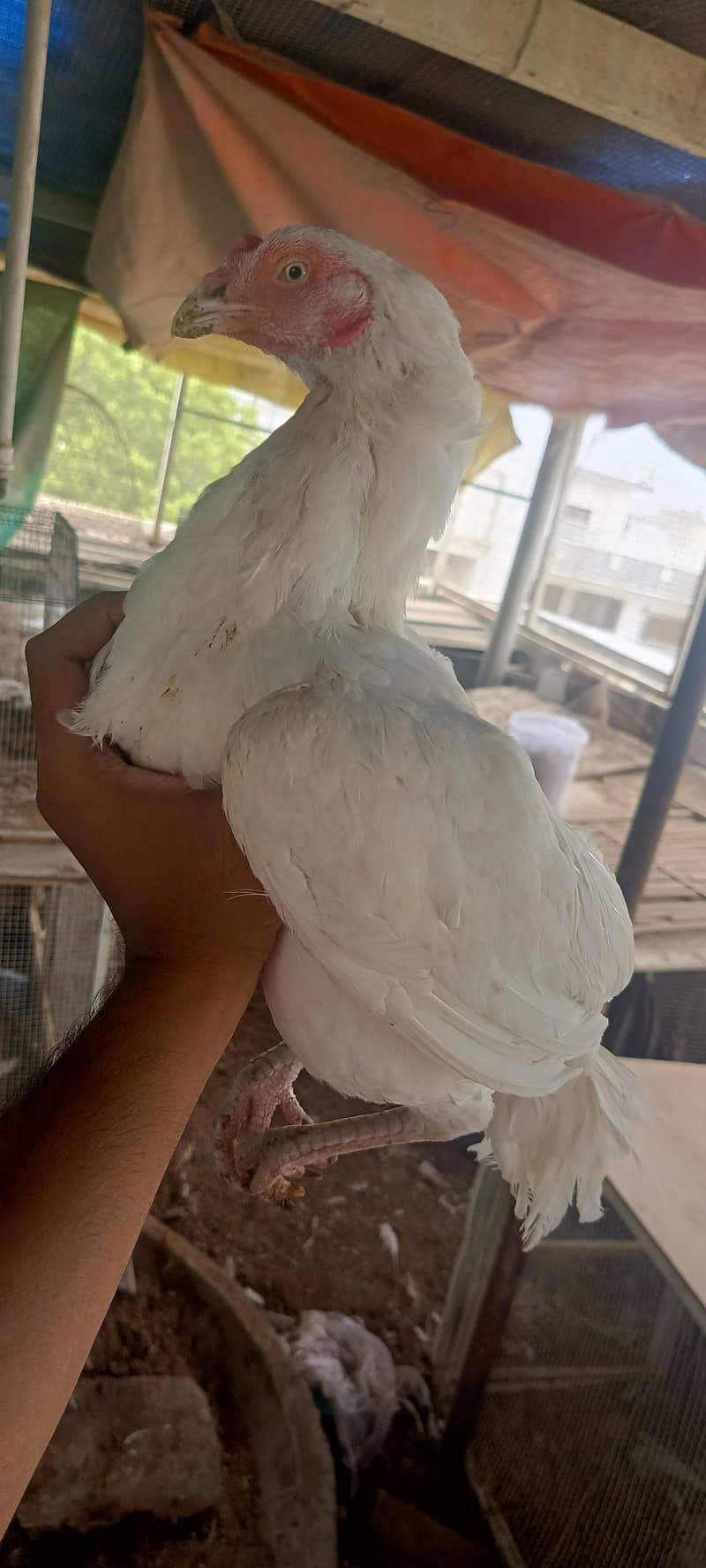 heera female paper white 1