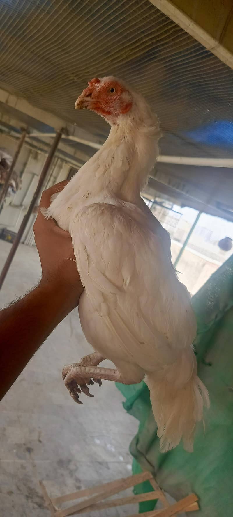 heera female paper white 2