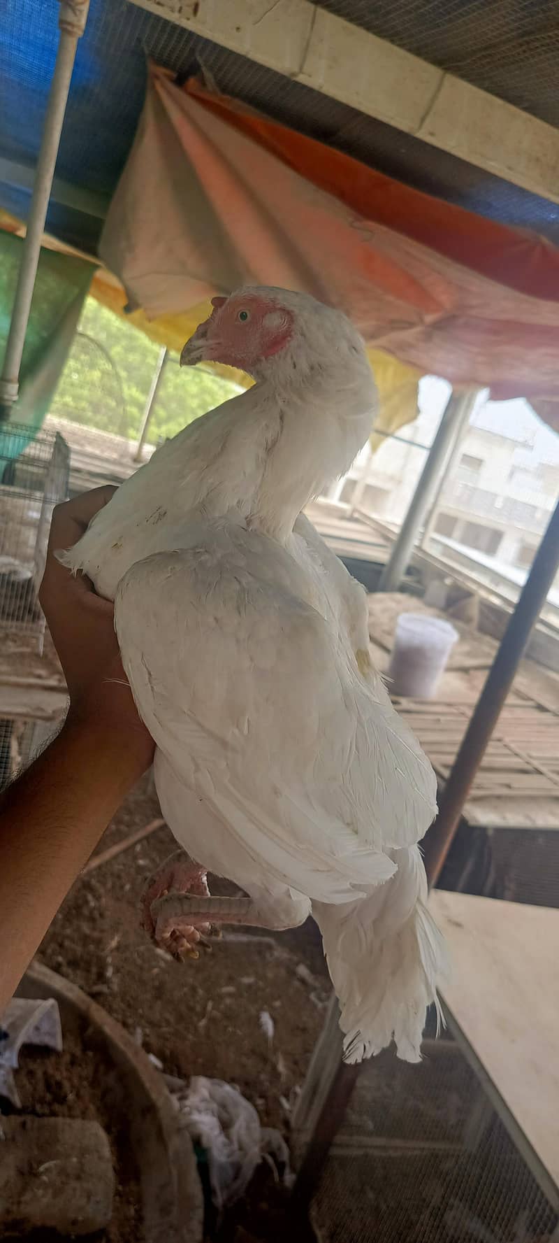 heera female paper white 3