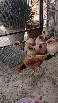 Aseel breeder female