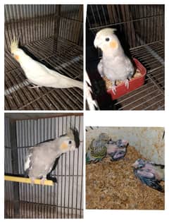 5 Tame Cocktails 1 Budgie Chick