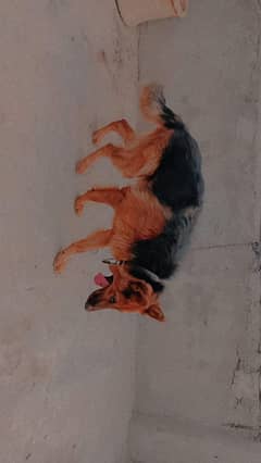 friendly dog 