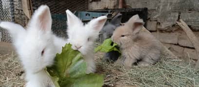 English Angora bunnies