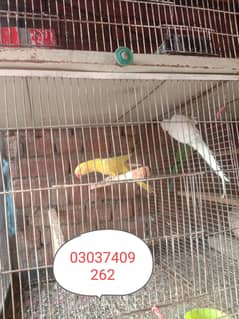 ALL BIRDS AND CAGE FOR SALE
