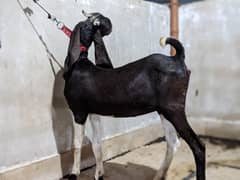 2 keehri bakri