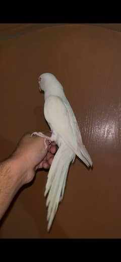 hand tame birds