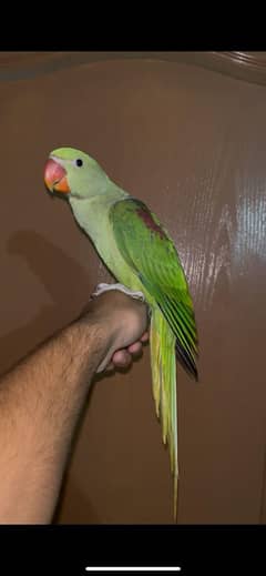 hand tame birds