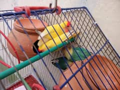 2 pair of cute lovebirds for sale. Cage Free