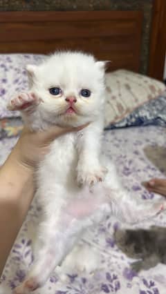 PERSIAN TRIPLE COAT TOP QUALITY kittens