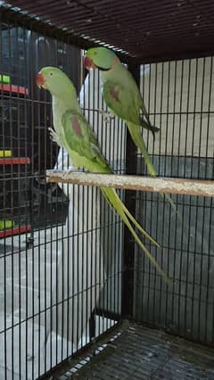 Raw breeder pair