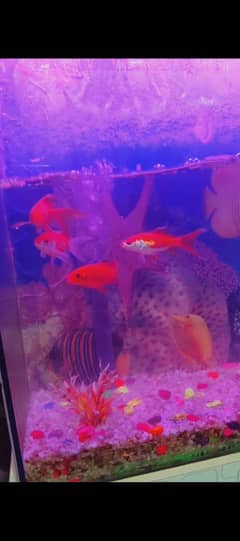 fish total fish 10