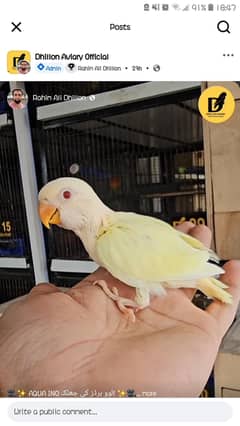 Love birds whole setup available looking for a new shelter