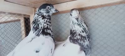 sialkoti kabotars Ka pair for sell