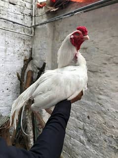 High quality heera breeder