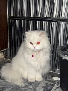 Cat persian