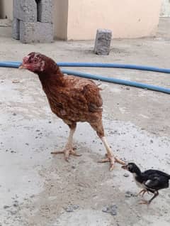 aseel hen