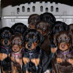 doberman puppies available