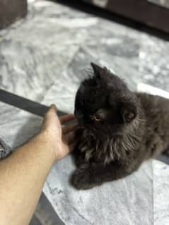 Persian