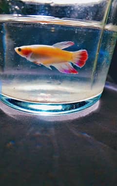 Betta female male
