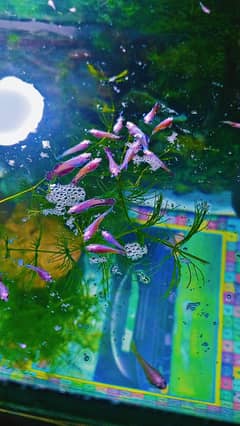 Betta fish babies read add
