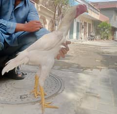 King Size OShamo Male Available
