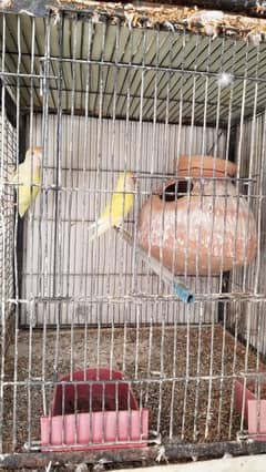 love birds , cocktail , pied dove mix , autralian , finches