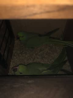 RINGNECK