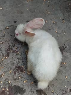 white red eyes rabbit 2 month babies