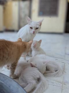 persian mom k sath 3 cats female or 1 male ha abi bachy 2 months age h