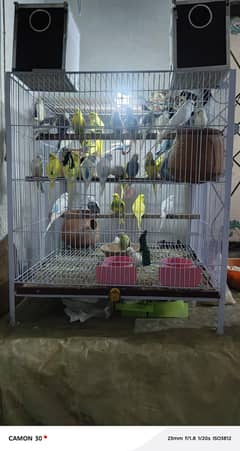 Australian Parrots With Cage Full Setup