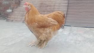 Golden buff pair and shamo white paper female