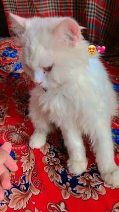 Turkish male cat available highly Friendly nature