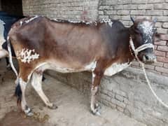 cow