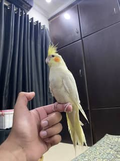 Hand