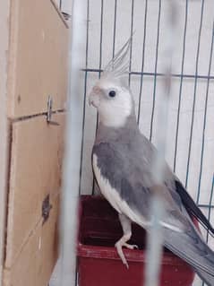 Two Male Cockatiel Parrot for Urgent Sale .