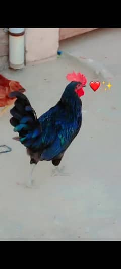 Australorp and RIR