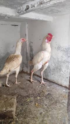 Heera Young Pair