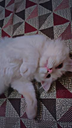 Persian kitten for sale