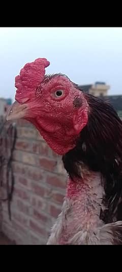 MianWali Aseel Male