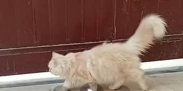 Male kitten himalayas breed