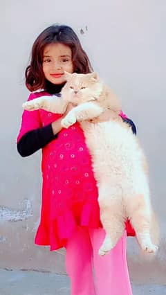 Cat for sale