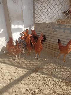 Golden Misri females