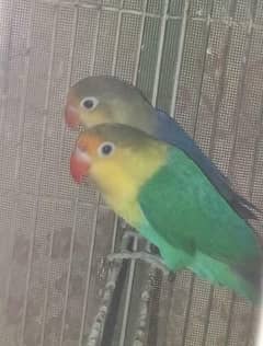 split PerBlue   Split PerBlue For Sale