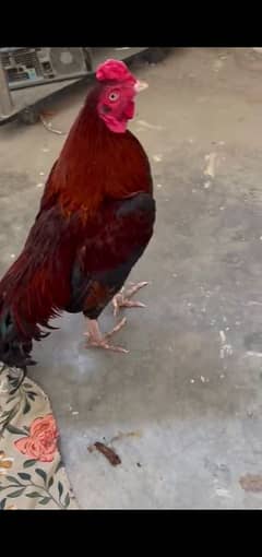 Aseel Mianwali Amroha Cross Zero Size Male Available For Sale