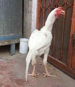 Heera Aseel Patha
