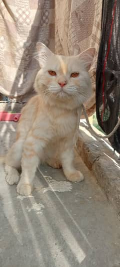 Persian Cat 03186210378