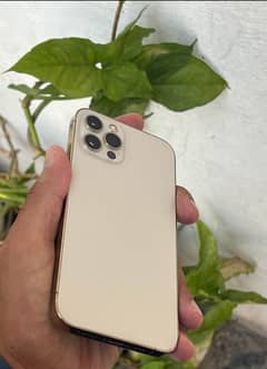 Ipone