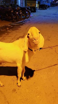 munda tapra for sale